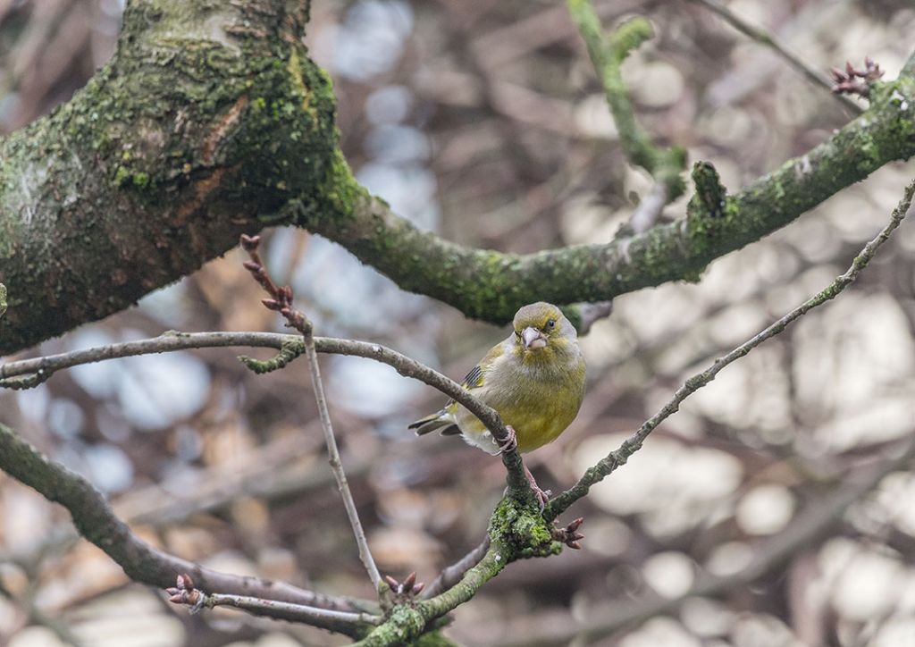 Verdone (Chloris chloris)